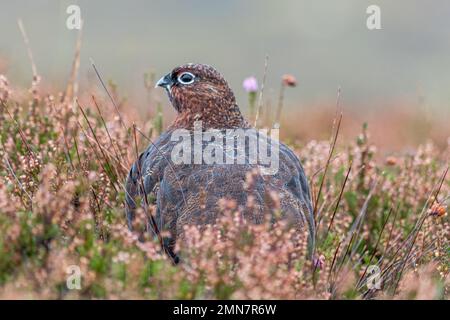 Red Grouse in the Heather, Garbole, Scozia, Regno Unito Foto Stock