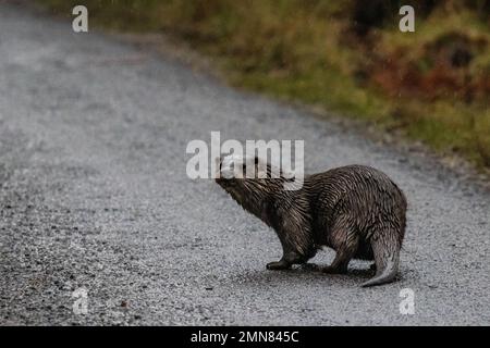 4 gennaio 2023: Fauna selvatica del Regno Unito - Otter (lutra lutra) sulla terra che si mette in pericolo di essere colpiti da un'auto in piedi su una strada asfaltata pubblica sulla costa occidentale della Scozia. Vicino a Ormsary, Argyll, Scozia, Regno Unito. Credit: Rebecca Cole/Alamy Live News Foto Stock