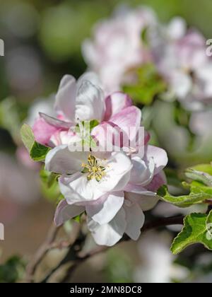 Albero di mela in fiore, malus, in primavera in un primo piano Foto Stock