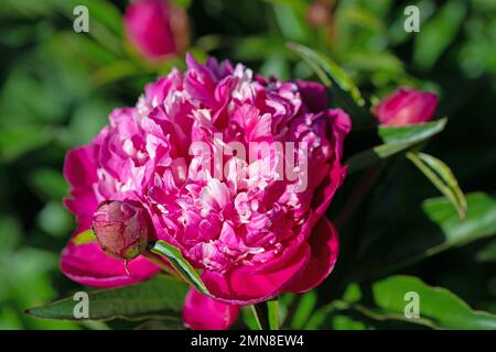 Peonie rosse in fiore, paeonia, in giardino Foto Stock