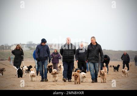 Dog walkers sulla spiaggia di Seaburn, South Shields. Il Pub Walk a South Shields, County Durham - dal Marine Walk Car Park a Roker a Trow Point sul No Foto Stock