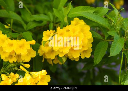 Tecoma stans fiorisce in Vietnam Foto Stock