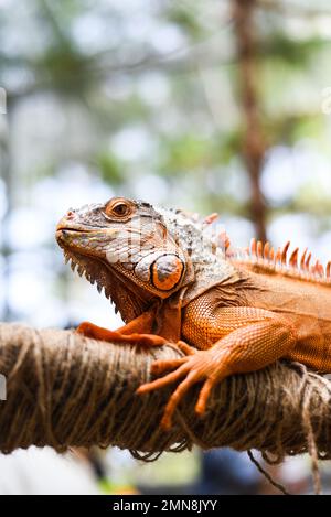 Iguana arancione seduto su un ramo in zoo in vietnam Foto Stock