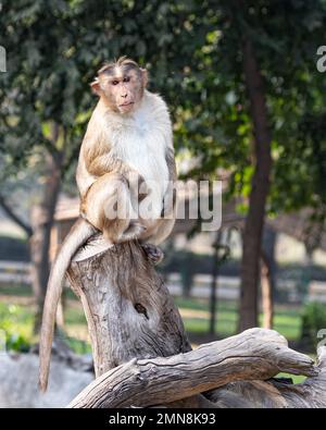 Una scimmia seduta su un ceppo di legno Foto Stock