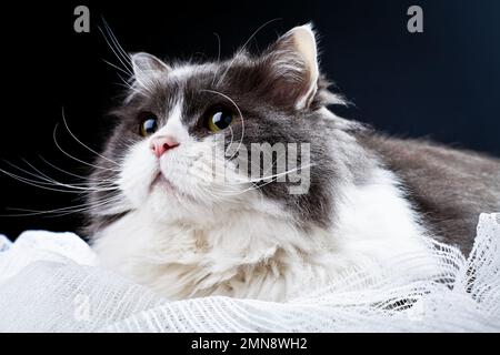 Stare di un gatto persiano bianco e nero in uno studio fotografico. Foto Stock