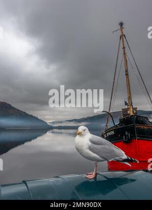 Gabbiano di aringa (Larus argentatus) in piedi di fronte al battello a vapore rosso Vital Spark che guarda al Loch Fyne a Inveraray, Argyll, Scozia. Foto Stock