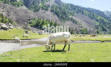 Nguni mucca pascolo in campo con paesaggio montano in background Foto Stock