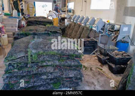 Noirmoutier , vendee / France - 06 14 2020 : uomini che lavorano la cernita di ostriche su cestini in ostriche tradizionali fattoria a Noirmoutier isola Foto Stock