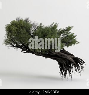 3d illustrazione dell'albero di juniperus communis isolato su sfondo bianco Foto Stock