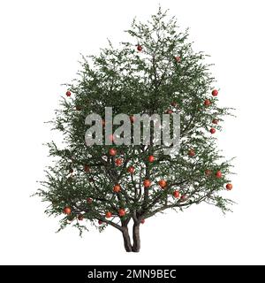 3d illustrazione dell'albero di melograno isolato su sfondo bianco Foto Stock