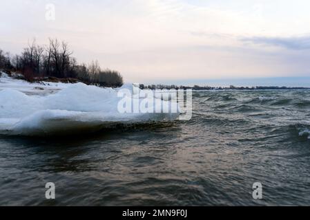 Il ghiaccio debole sale in onde da una forte corrente e vento d'acqua vicino alla costa forestale durante il giorno. Foto Stock