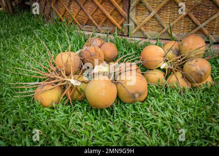 Mucchio di noci di cocco fresche che giacciono sull'erba. Foto Stock