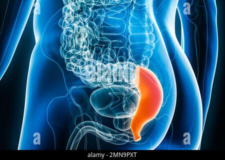 Raggi X del retto, parte del colon o dell'intestino crasso 3D che rendono l'illustrazione con i contorni del corpo maschile. Anatomia umana, organo del sistema digestivo, med Foto Stock