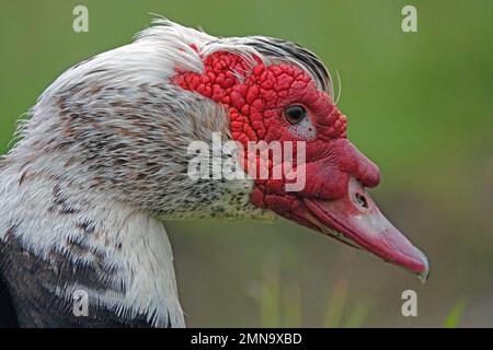 Il volto di un'anatra moscovica, nota anche come anatra barbarica, è mostrato da vicino, con la maschera a trama rossa dell'alvei nell'isola delle Azzorre, Portogallo. Foto Stock