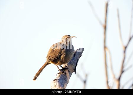 California Thrasher arroccato Foto Stock