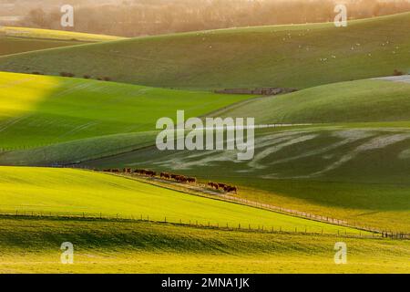 Alba invernale sulle South Downs nel Sussex occidentale, Inghilterra. Foto Stock