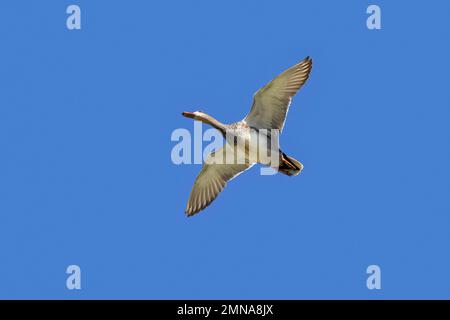 Gadwall (Mareca strepera / Anas strepera) anatra dabbling in volo contro il cielo blu Foto Stock