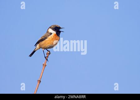 stonechat europeo (Saxicola rubicola / Motacilla rubicola) maschio arroccato in arbusto e cantato in primavera Foto Stock