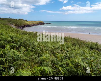 Vegetazione densa sulle rive dell'Oceano Atlantico in Irlanda in una bella giornata. Pittoresco mare irlandese. Piante verdi vicino corpo di acqua Foto Stock