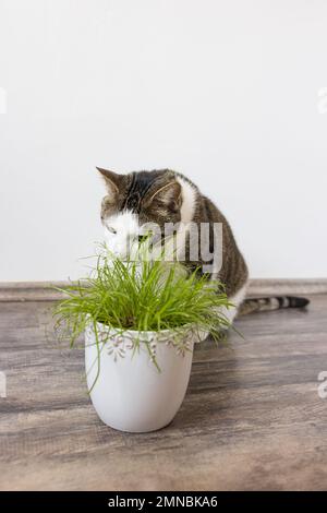 Gatto domestico mangiare erba verde succosa Cyperus alternifolius Zumula per i gatti in vaso di fiori, concetto di salute del gatto interno Foto Stock