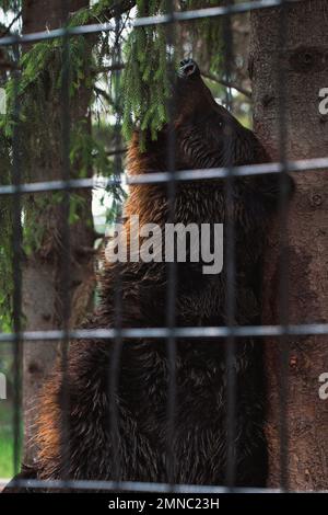 Una vista laterale di un orso bruno gabbiato in piedi sulle zampe posteriori che graffiano contro un albero in uno zoo Foto Stock