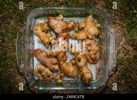 Uno sguardo alla vita in Nuova Zelanda: Radici Ginger piante (Zingiber officinale) che crescono in un flower-pot sul mio porta-passo. Crescere il mio cibo e la mia medicina. Foto Stock