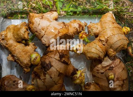 Uno sguardo alla vita in Nuova Zelanda: Radici Ginger piante (Zingiber officinale) che crescono in un flower-pot sul mio porta-passo. Crescere il mio cibo e la mia medicina. Foto Stock