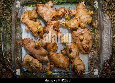 Uno sguardo alla vita in Nuova Zelanda: Radici Ginger piante (Zingiber officinale) che crescono in un flower-pot sul mio porta-passo. Crescere il mio cibo e la mia medicina. Foto Stock