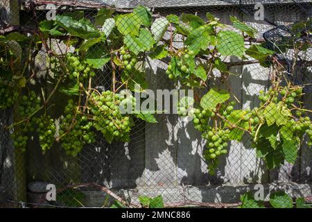 Uno sguardo alla vita in Nuova Zelanda: Alcune delle meravigliose erbe e verdure nel mio giardino biologico. Uva da tavola per il mio vino tonico fatto in casa. Foto Stock