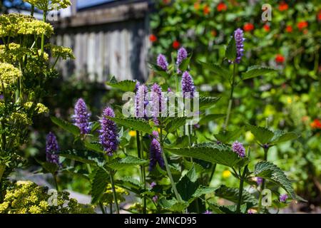 Uno sguardo alla vita in Nuova Zelanda: Alcune delle meravigliose erbe e verdure nel mio giardino biologico. Anise hyssop; erba (Agastache anetiodora). Foto Stock