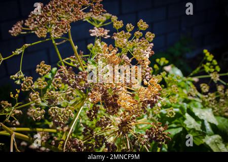 Uno sguardo alla vita in Nuova Zelanda: Alcune delle meravigliose erbe e verdure nel mio giardino biologico. Cesoie seminenti (Pastinaca sativa). Foto Stock