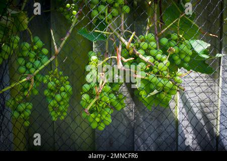 Uno sguardo alla vita in Nuova Zelanda: Alcune delle meravigliose erbe e verdure nel mio giardino biologico. Uva da tavola per il mio vino tonico fatto in casa. Foto Stock