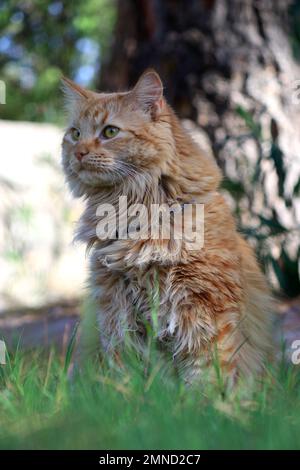 bel gatto zenzero soffice in giardino d'estate, sfondo sfocato Foto Stock