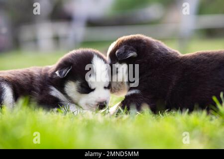 Il cucciolo di Husky dorme sdraiato nell'erba verde sul prato. Cuccioli di Husky all'aperto Foto Stock