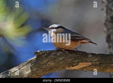 Nuthatch eurasiatica (Sitta europaea) adulto arroccato su ramo morto Prenj montagne, Erzegovina, Bosnia ed Erzegovina Aprile Foto Stock