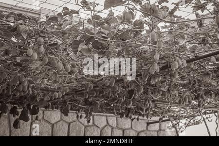 Kiwi cresce sul tetto di un carport a Novi Vinodolski Croazia. Foto Stock