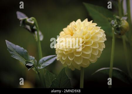 Primo piano di un fiore giallo dahlia nei campi con sfondo scuro fuori fuoco Foto Stock