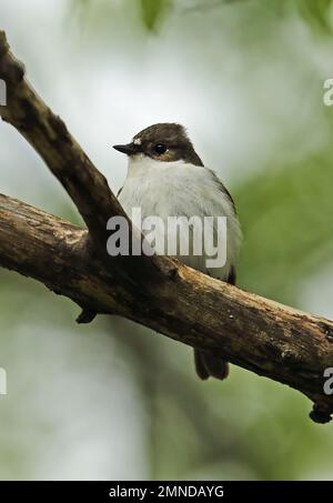 Europeo Flycatcher pied (Ficidula hypoleuca) primo maschio estivo arroccato su branch Erzegovina, Bosnia-Erzegovina Aprile Foto Stock