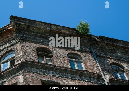 Albero giovane crescere su vecchio abbandonato casa tenement mattoni rossi spogliati intonaco Foto Stock