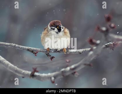 carino uccello cubby passero seduto nel giardino d'inverno su un ramo d'albero Foto Stock