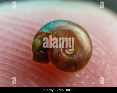 Una lumaca d'acqua dolce nota come biomfalaria, un vettore patologico di vermi parassiti che causa schistosomiasi (esquistossomose) Foto Stock