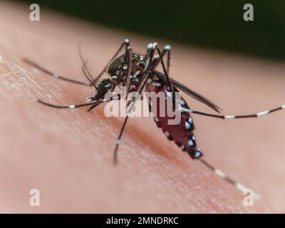 Primo piano di una zanzara tigre gialla (Aedes albopictus, zanzara da dengue) con l'addome pieno di sangue mentre mordente la pelle umana. Foto Stock