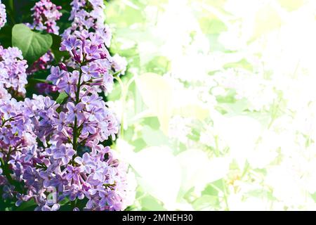 Ramo lilla fresco con fiori viola viola viola isolato su verde bianco Foto Stock