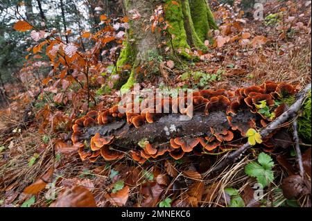 Fungo a strato di velluto marrone (Stereum insignitum) su legno morto, foresta mista di faggio, Canton Soletta, Svizzera Foto Stock