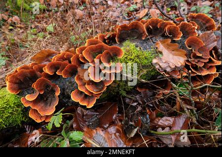 Fungo a strato di velluto marrone (Stereum insignitum) su legno morto, foresta mista di faggio, Canton Soletta, Svizzera Foto Stock