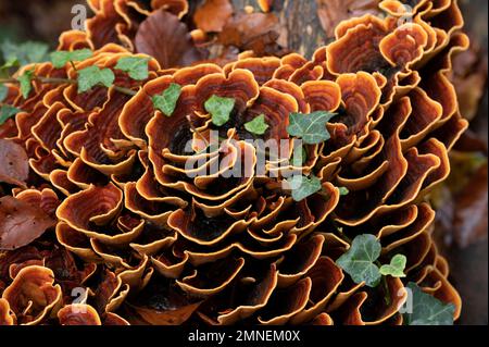 Fungo a strato di velluto marrone (Stereum insignitum), vitigno edera, Canton Soletta, Svizzera Foto Stock