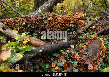 Fungo a strato di velluto marrone (Stereum insignitum), vitigno edera, Canton Soletta, Svizzera Foto Stock