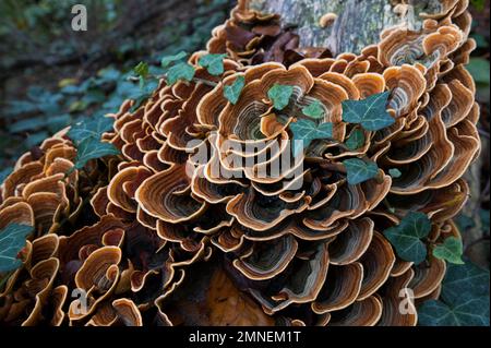 Fungo a strato di velluto marrone (Stereum insignitum), vitigno edera, Canton Soletta, Svizzera Foto Stock