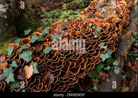 Fungo a strato di velluto marrone (Stereum insignitum), vitigno edera, Canton Soletta, Svizzera Foto Stock