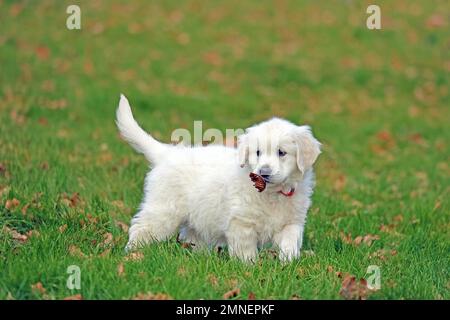 Golden Retriever, 8 settimane, Froendenberg, Renania settentrionale-Vestfalia, Germania Foto Stock